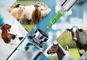 Veterinary Injection franchise in India.