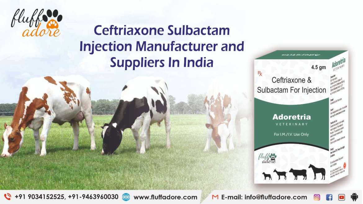 Ceftriaxone Sulbactam Injection Manufacturer and Suppliers In India