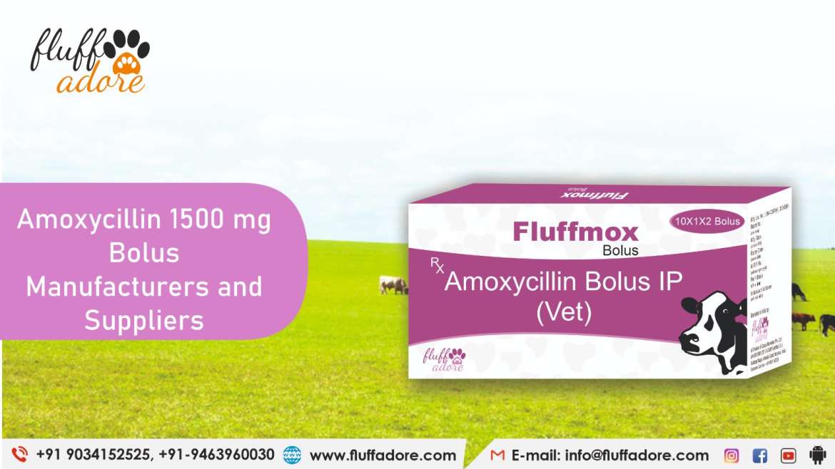 Amoxycillin 1500 mg Bolus Manufacturers and Suppliers