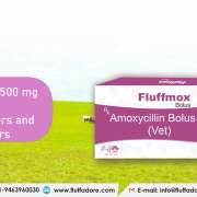 Amoxycillin 1500 mg Bolus Manufacturers and Suppliers